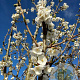 Prunus 'Umineko' 10-12 HO container