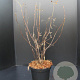 Hydrangea involucrata 50-60 cm 7,5L