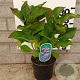 Hydrangea m. 'Blaumeise' 25-30 cm 2,0L