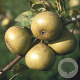Pyrus c. 'Joséphine de Malines' 6-8 HO wortelgoed