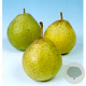 Pyrus c. 'Noordholl. Suikerpeer' 16-18HA draadkluit