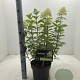 Hydrangea pan. 'Limelight' 40-60 cm 5,0L