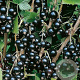 Ribes nigr. 'Ben Sarek' 60-80 cm 2,0L