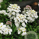 Iberis semp. 'Schneeflocke' GM P9