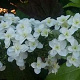 Hydrangea querc. 'Snowflake' 50-60 cm 7,5L