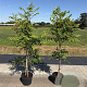 Koelreuteria paniculata 100-125 cm 10L