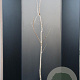 Koelreuteria paniculata 150-175 cm 15L