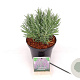 Lavandula int. Phenomenal 20-25 cm 3,0L