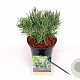 Lavandula int. Sensational! 20-25 cm 3,0L