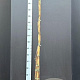 Lonicera periclymenum 175-200 cm 7,5L