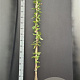 Lonicera periclymenum 175-200 cm 7,5L