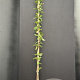 Lonicera periclymenum 175-200 cm 7,5L