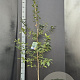 Mespilus germanica 125-150 cm 10L