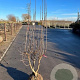 Mespilus germanica 150-175 cm met kluit