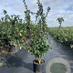 Mespilus germanica 175-200 cm 20L
