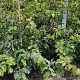 Parrotia persica 125-150 cm met kluit