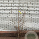 Parrotia persica 150-175 cm met kluit