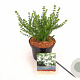 Prostanthera cuneata 40-60 cm 2,0L