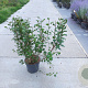 Ribes alpinum 100-125 cm 10L