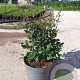 Syringa meyeri 'Palibin' 50-60 cm 10L