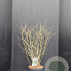 Syringa meyeri 'Palibin' 80-90 cm 20L