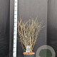 Syringa meyeri 'Palibin' 80-90 cm 20L