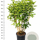 Syringa v. 'Charles Joly' 125-150 cm 25L