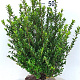 Ilex crenata 'Caroline Upright' 50-60 cm met kluit
