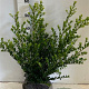 Ilex crenata 'Caroline Upright' 50-60 cm met kluit
