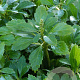 Pachysandra terminalis GM P9