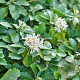Pachysandra terminalis 'Green Carpet' GM P9