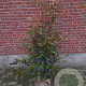 Photinia fraseri 'Red Robin' 100-125 cm met kluit