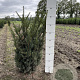 Taxus media 'Hillii' 60-80 cm met kluit