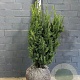 Taxus media 'Hillii' 60-80 cm met kluit