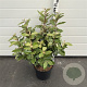 Elaeagnus ebb. 'Compacta' 50-60 cm 7,5L