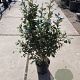 Elaeagnus ebb. 'Compacta' 80-100 cm 10L