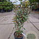 Elaeagnus ebb. 'Compacta' 80-100 cm 10L