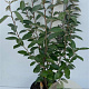 Elaeagnus ebb. 'Compacta' 80-100 cm 10L