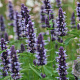 Agastache 'Black Adder' GM P9
