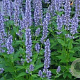 Agastache 'Blue Fortune' GM P9