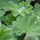 Alchemilla mollis GM P9
