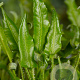 Asplenium scolopendrium GM P9