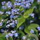 Brunnera macrophylla GM P9