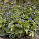 Brunnera macr. 'Jack Frost' GM P9