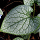 Brunnera macr. 'Jack Frost' GM P9