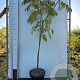 Tetradium daniellii 150-175 cm 10L