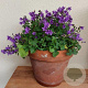 Campanula poscharskyana GM P9