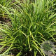 Carex morrowii GM P9