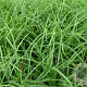 Carex morrowii GM P9