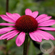 Echinacea p. 'Little Magnus' GM P9